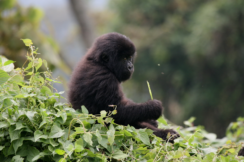 busket list gorilla treks