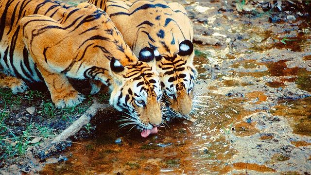 bucjet list holiday tiger safari